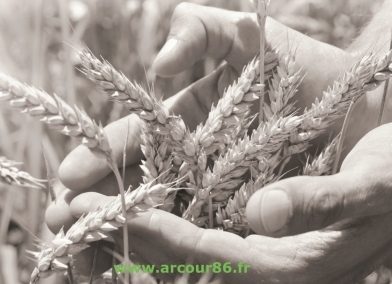 Plaquette de présentation Arcour